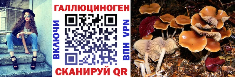 Галлюциногенные грибы Psilocybe  Каменногорск 
